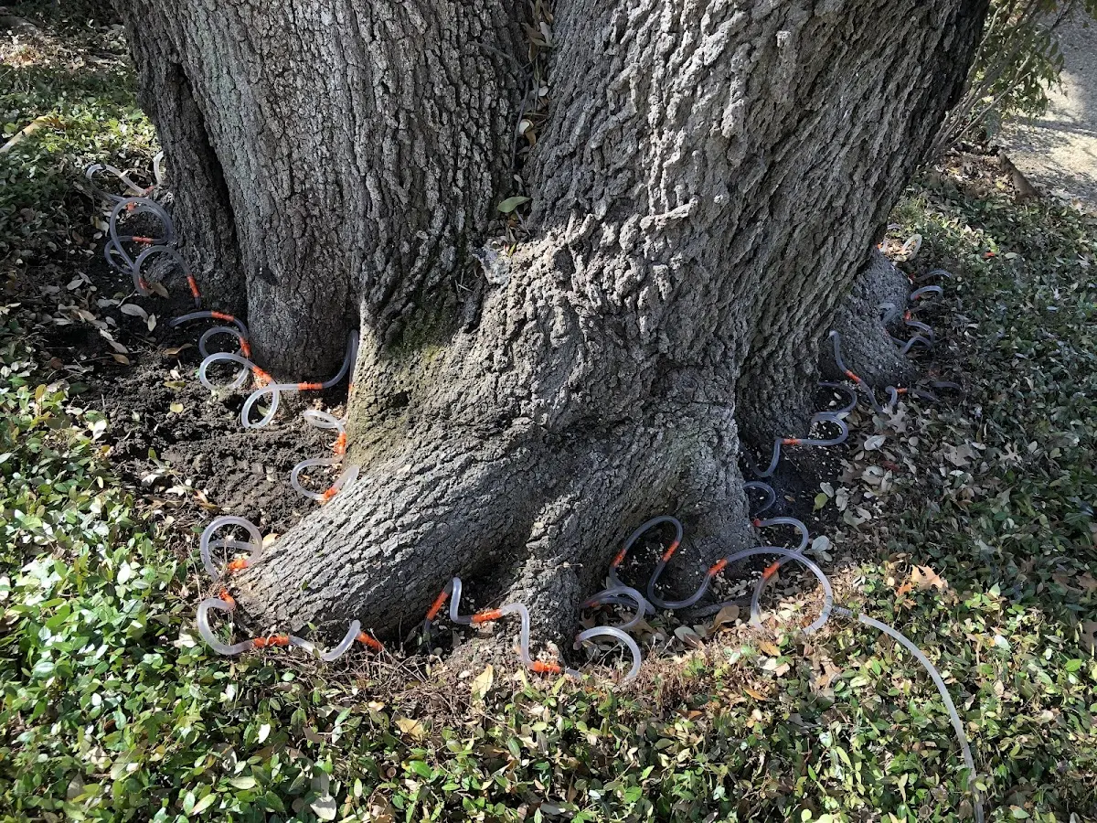 Detailed Shrub and Hedge Trimming job site in Comfort