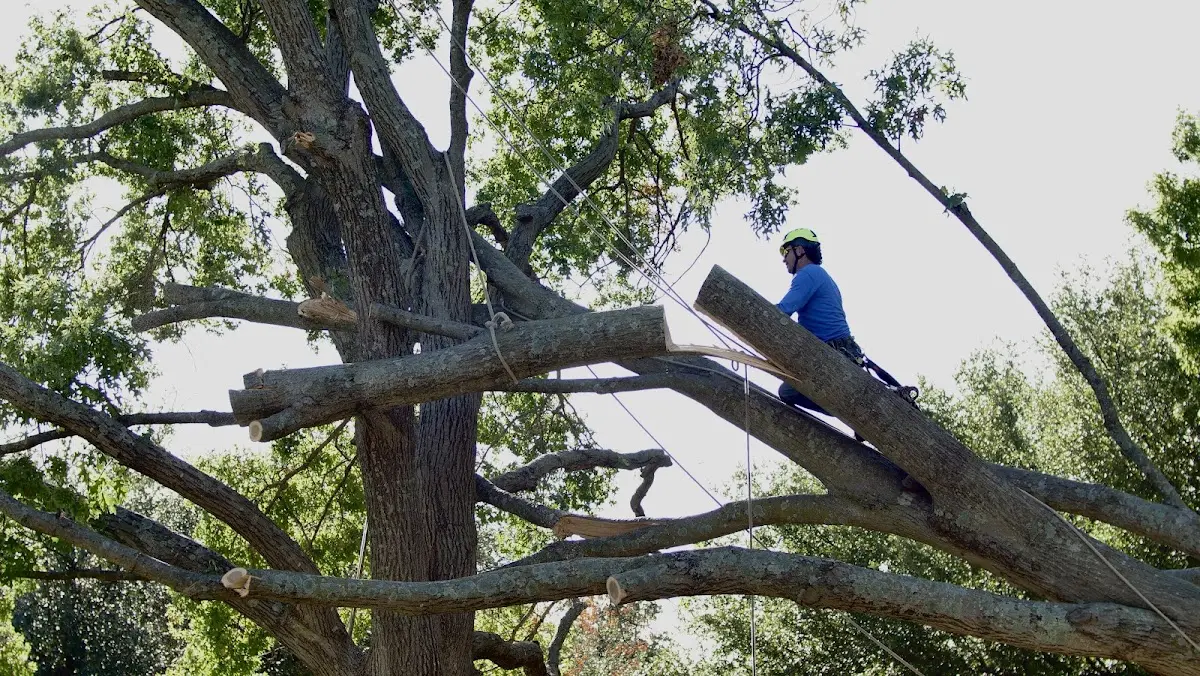 Professional Hazardous Tree Removal performed by certified arborists in Comfort
