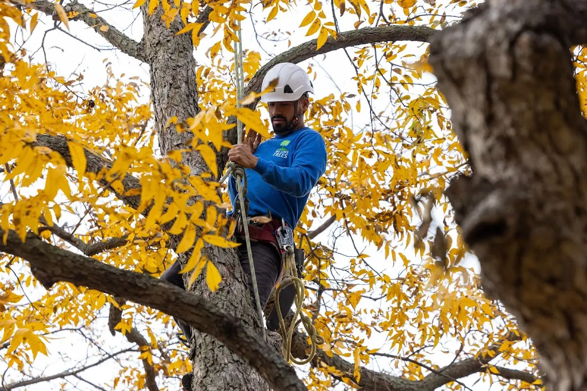Skilled Tree Pruning crew working in Comfort
