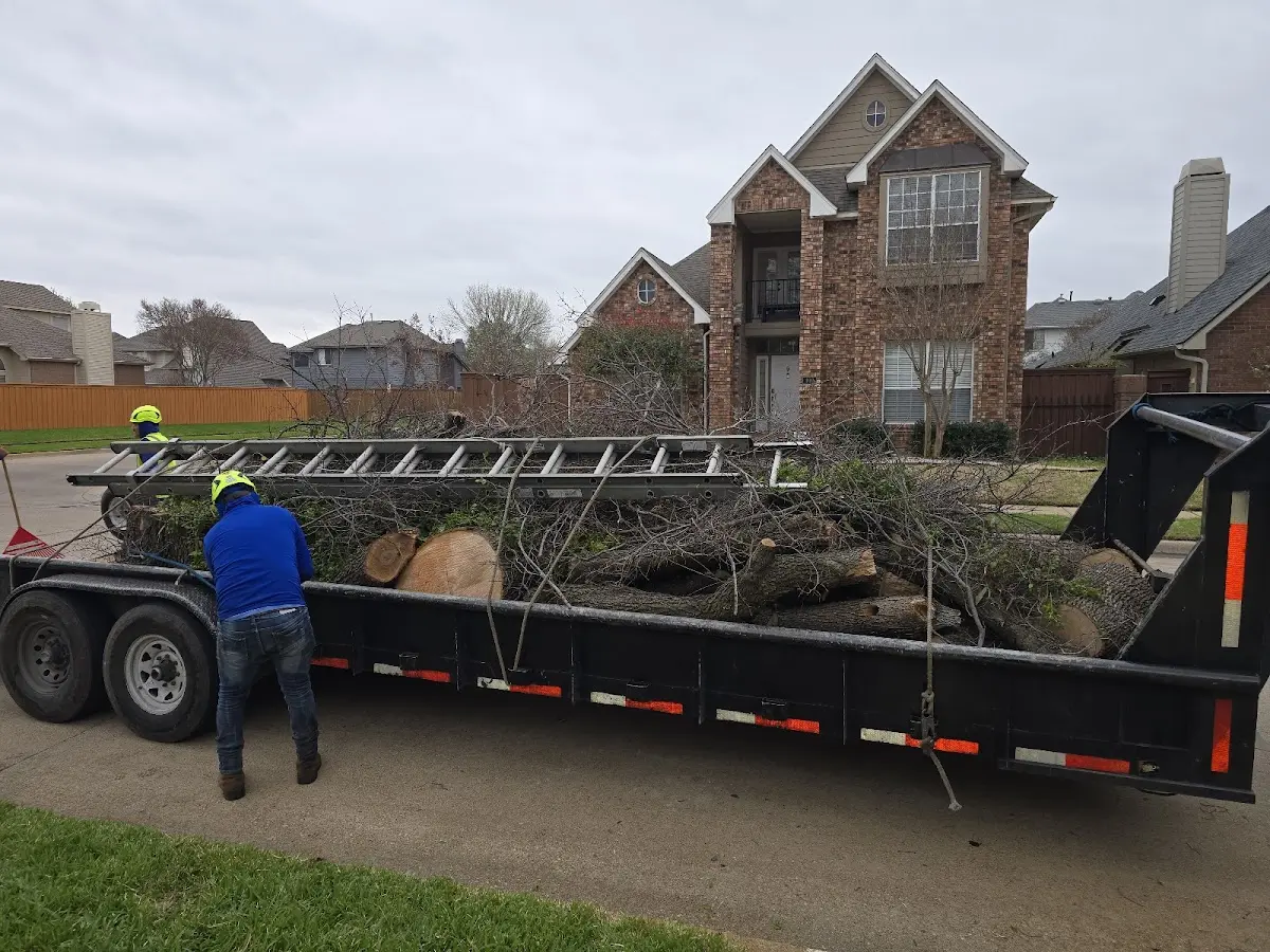 Expert Tree Fertilization with proper safety equipment in Comfort